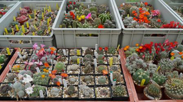 Cactus Display