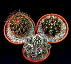 Three Cactus