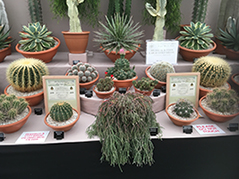 Cactus display and awards