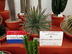 Cactus Award