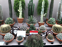 Cactus display and awards